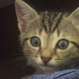 Meet your Posher, Toshea